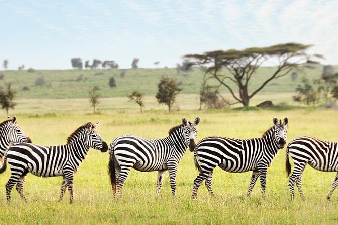 3-Day Maasai Mara Guided Safari From Nairobi - The full eight-hour wildlife day