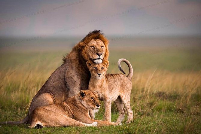 3-Day Maasai Mara Guided Safari From Nairobi - The final morning and return to Nairobi