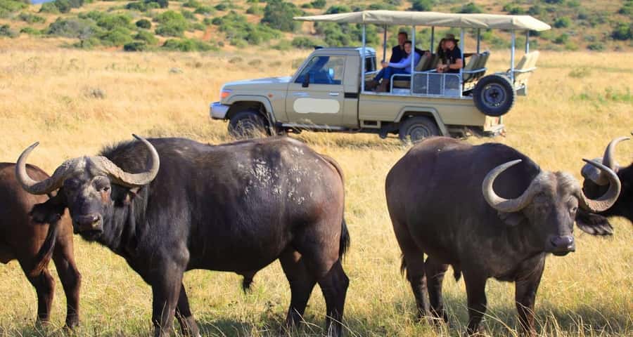 3-Day Maasai Mara Joining Safari at Enkorok Luxury Camp - Day 2: a full day among lions, hippos, and crocodiles