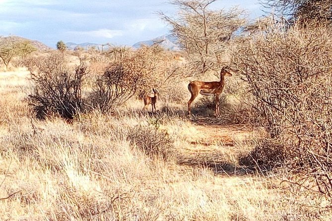3 Day Maasai Mara & Migration safari - Returning to Nairobi on Day Three