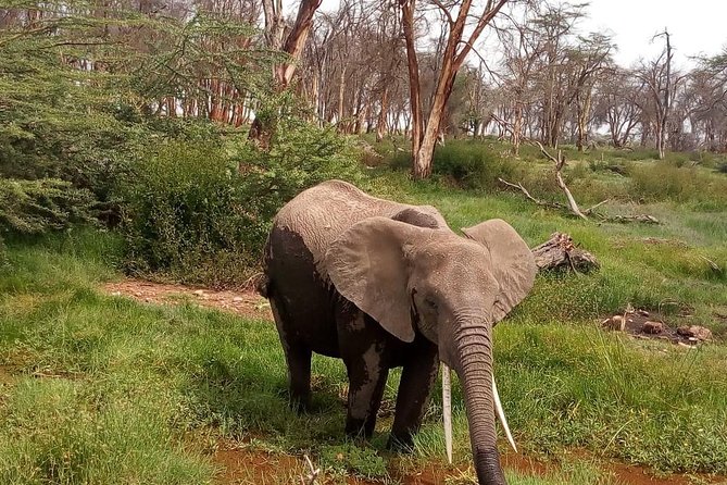 3 Day Maasai Mara & Migration safari - The First Game Drive Begins at 4 p.m.