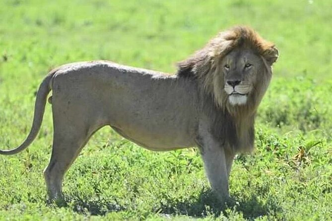 3-Day Maasai Mara Safari Tour in a 4 x4 Land Cruiser Jeep - What makes this safari worth considering