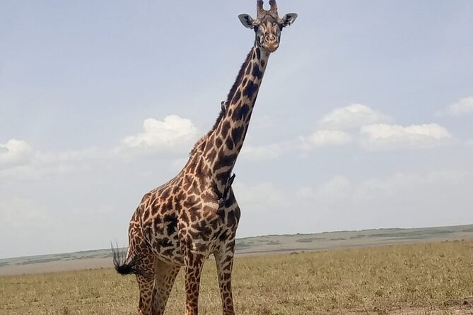 3-Day Maasai Mara Safari Tour in a 4 x4 Land Cruiser Jeep - What $520 buys you from Nairobi