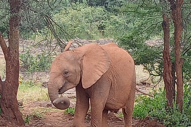 3-Day Maasai Mara Safari Tour in a 4 x4 Land Cruiser Jeep - Day three: a cultural option before returning to Nairobi