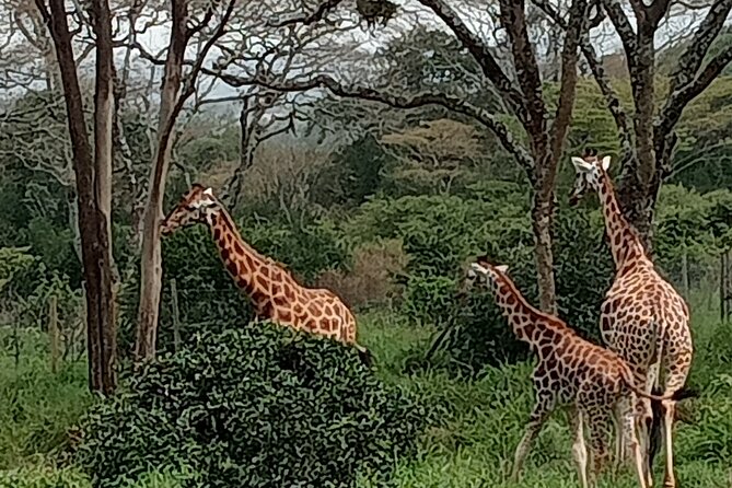3-Day Maasai Mara Safari Tour in a 4 x4 Land Cruiser Jeep - Wildlife chances and the role of the guide