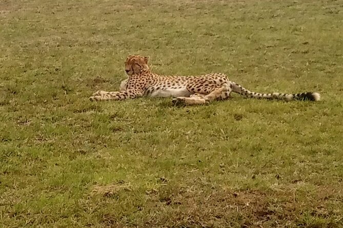 3-Day Maasai Mara Safari Tour in a 4 x4 Land Cruiser Jeep - Who should book this three-day safari?