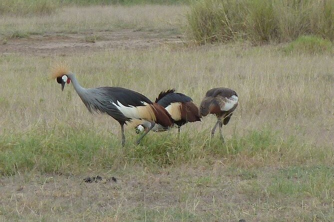 3 Day Maasai Mara Shared Safari In a Safari Van - Why three days works for a first Maasai Mara safari