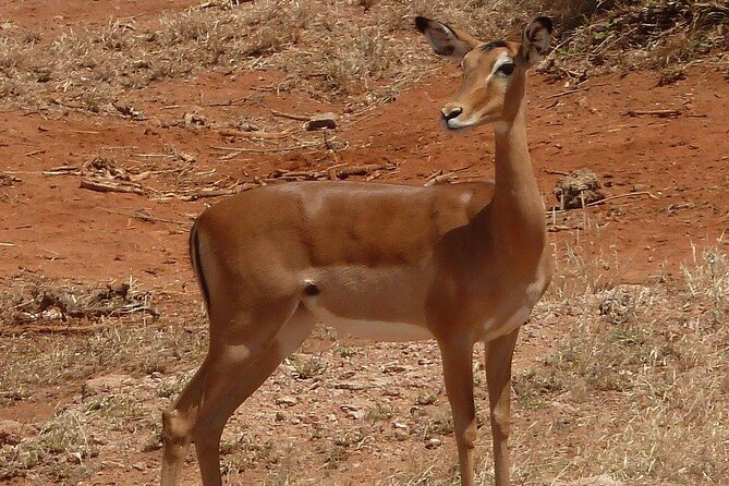 3 Day Maasai Mara Shared Safari In a Safari Van - Private tents with useful evening comforts