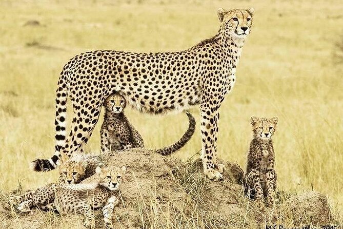 3 Day Maasai Mara Shared Safari In a Safari Van - Day 2: the full eight-hour safari
