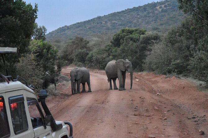 3 Day Maasai Mara Shared Safari In a Safari Van - The Mara River and its resident animals