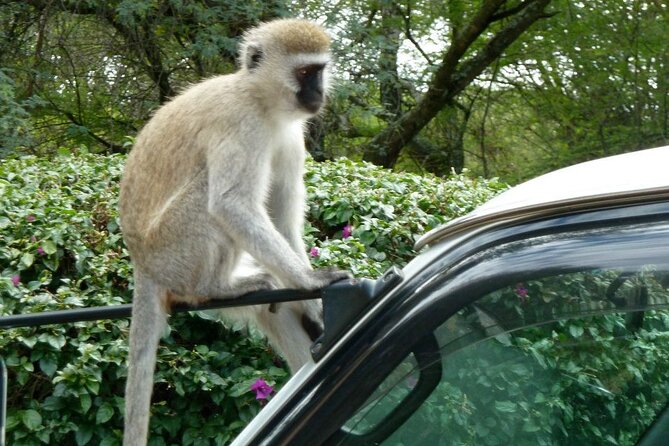 3 Day Maasai Mara Shared Safari In a Safari Van - Day 3: an early breakfast and return to Nairobi