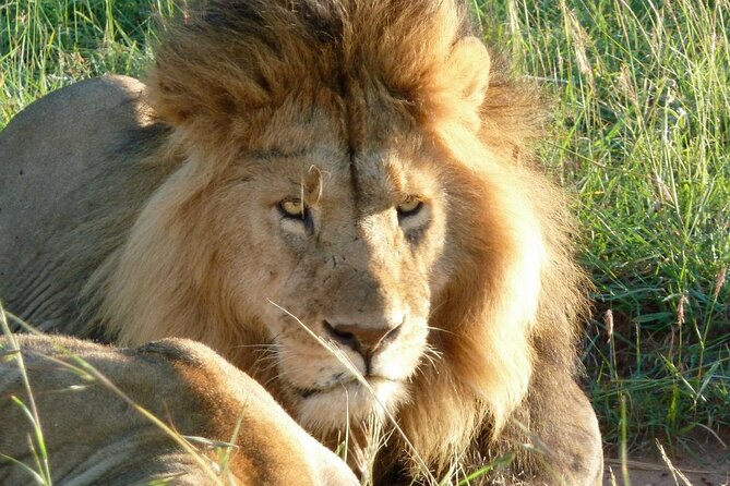3 Day Maasai Mara Shared Safari In a Safari Van - Starting in central Nairobi at 8 am