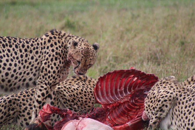 3-Day Maasai Mara Sharing Safari in a 4x4 Land Cruiser Jeep - Lenchada Tourist Camp: rustic, not luxurious