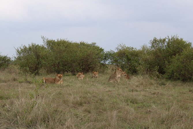 3-Day Maasai Mara Sharing Safari in a 4x4 Land Cruiser Jeep - Guide quality and shared-vehicle realities