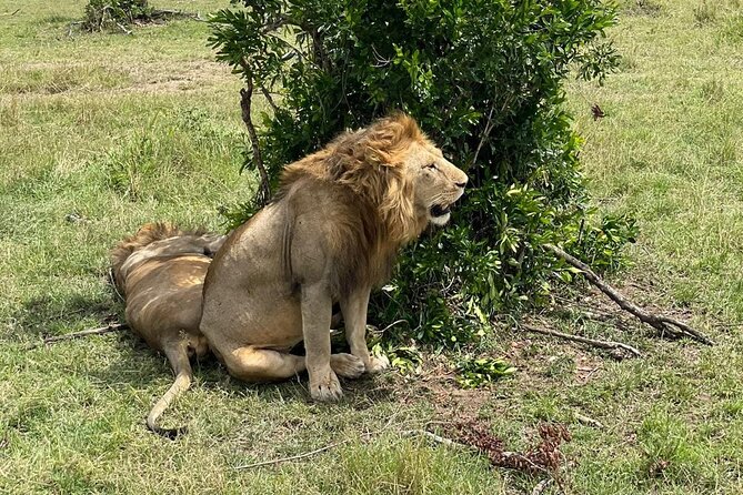 3-Day Masai Mara and Naivasha Hell's Gate National Park-Safari - Why Masai Mara game drives take patience