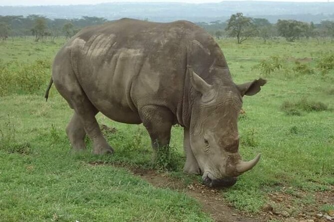 3-Day Masai Mara Budget Camping Safari - Why this short Masai Mara safari works