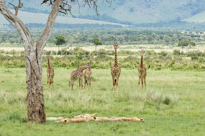 3-Day Masai Mara Budget Camping Safari - Your final morning drive and return to Nairobi