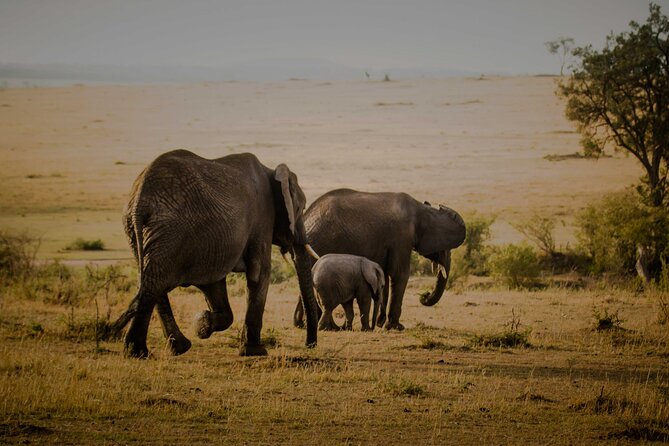 3-Day Masai Mara Budget Camping Safari - What the $858 price really includes