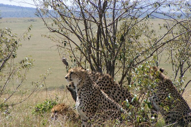3-Day Masai Mara Budget Camping Safari - Who will enjoy this safari most