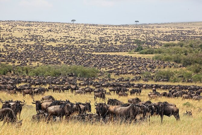 3 Day Masai Mara Budget Joining Safari on 4×4 - Daily Departures - Why this safari works for a first Masai Mara visit