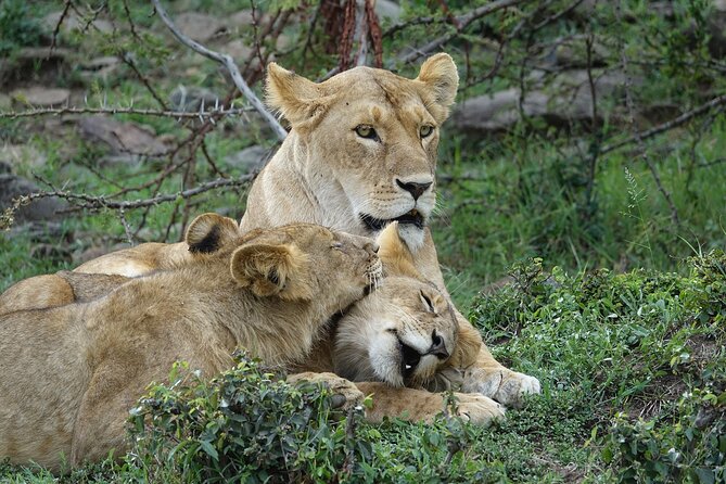 3 Day Masai Mara Budget Joining Safari on 4×4 - Daily Departures - The first Masai Mara game drive until 6:30pm