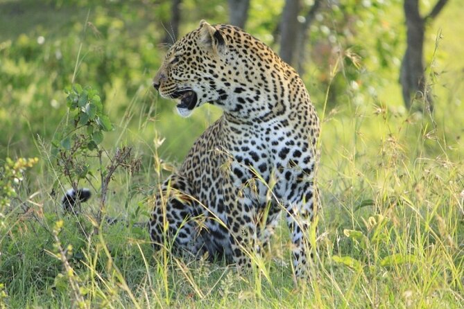 3-Day Masai Mara Group Joining Safari Adventure - Why this three-day safari works