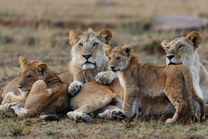 3-Day Masai Mara Group Joining Safari Adventure - Day two: the main wildlife day