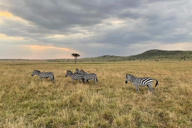 3-Day Masai Mara Group Joining Safari Adventure - Meals, camp comfort, and the road experience