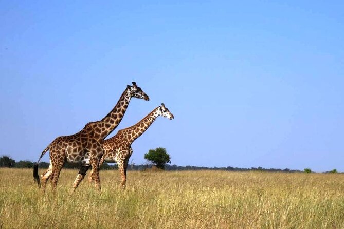3-Day Masai Mara Group Joining Safari Adventure - Day one: from Nairobi to the Mara