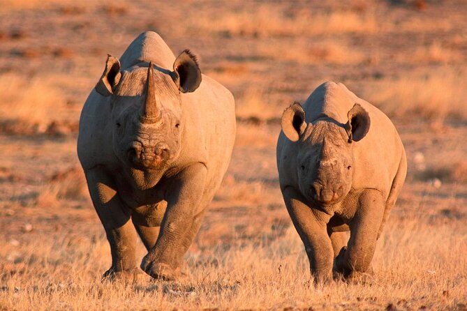 3-Day Masai Mara Group Safari with Pick Up - Is $1,195 Good Value?