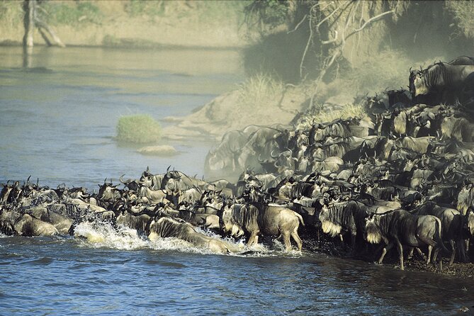 3-Day Masai Mara Group Safari with Pick Up - Who Should Choose This Safari?