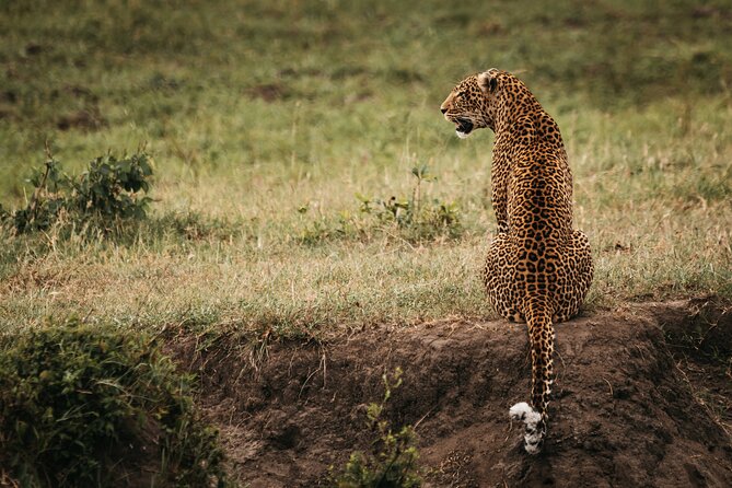 3-Day Masai Mara Luxury Safari - Private service and family suitability