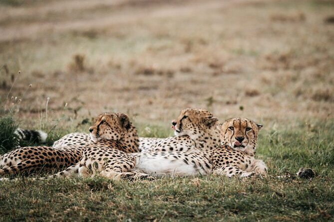 3-Day Masai Mara Luxury Safari - Is $1,702.71 good value?