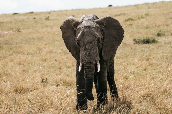 3-Day Masai Mara Luxury Safari - Practical details before you book