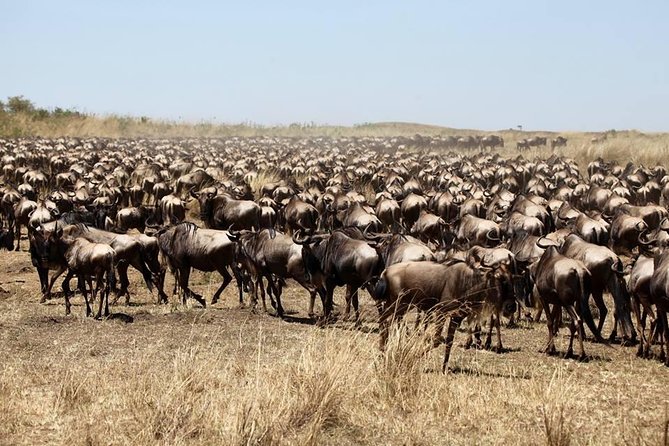 3-Day Masai Mara Luxury Safari - Day one: from Nairobi to the Mara