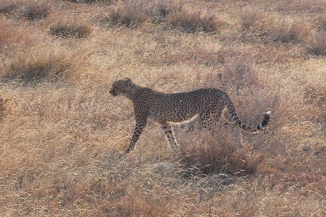 3 Day Masai Mara Safari - The First Afternoon Game Drive