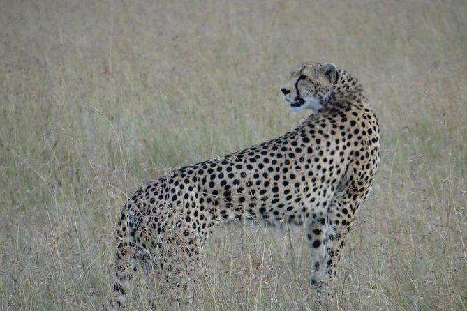 3 Day Masai Mara Safari - A Full Day Among the Big Five