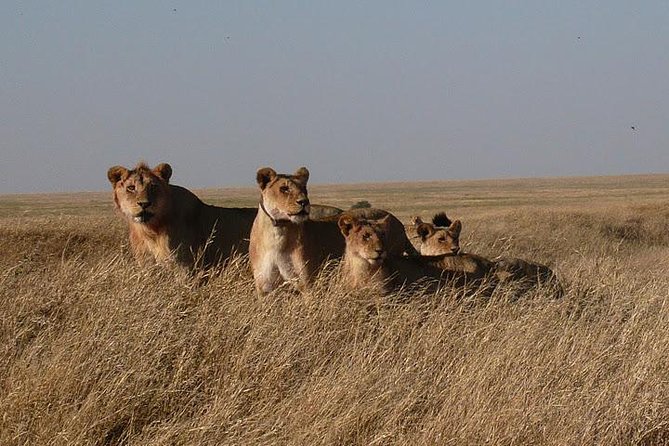 3 Day Masai Mara Safari - What the Private Format Really Adds