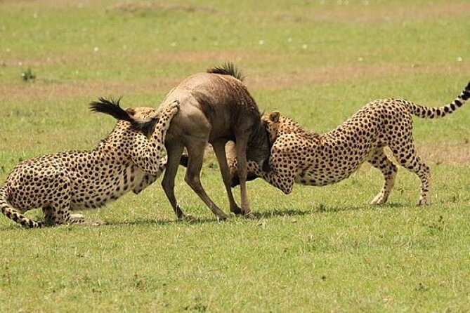 3-Day Masai Mara Safari Tour - Why this three-day Mara trip works