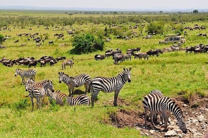 3-Day Masai Mara Safari Tour - Day three: final sightings and the road back