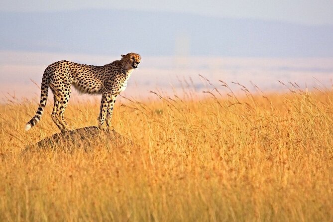3-Day Masai Mara Safari Tour - Comfort, meals, and the group setting