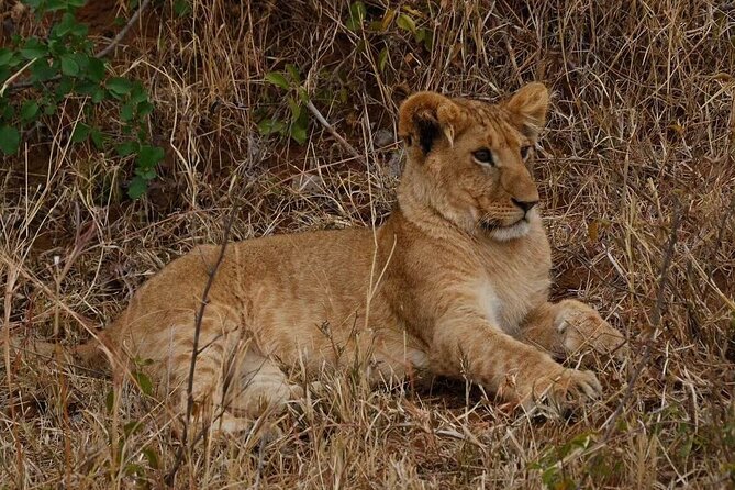 3-Day Masai Mara Safari Tour - Who should book this safari?