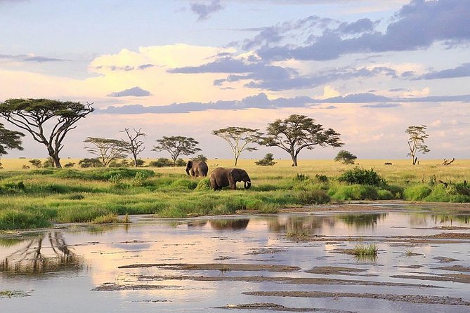 3-day Masai Mara Safari Tour to see the big five and wildebeest migration - Day three: cats at dawn, then the long road home