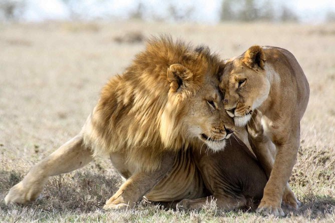 3-day Masai Mara Safari Tour to see the big five and wildebeest migration - The vehicle, guide, and shared-safari experience