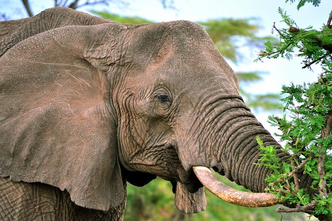 3-day Masai Mara Safari Tour to see the big five and wildebeest migration - Who will get the most from this three-day route