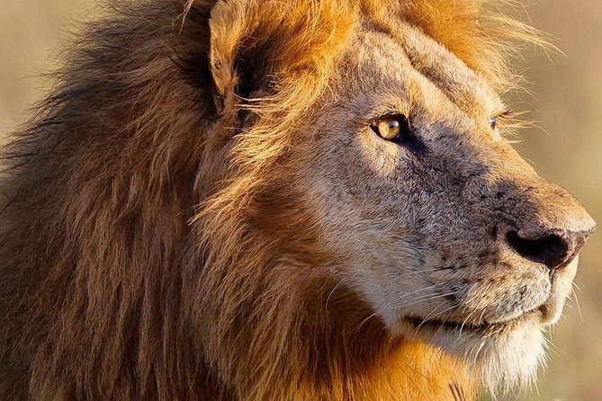 3-day Masai Mara Safari Tour to see the big five and wildebeest migration - Booking details worth checking before departure