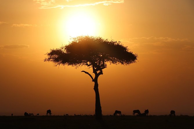 3-day Masai Mara Safari Tour to see the big five and wildebeest migration - Day two: the main wildlife day