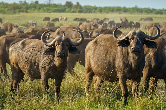 3-Day Masai Mara Wildebeest Migration 2025 - Why this three-day Masai Mara plan works