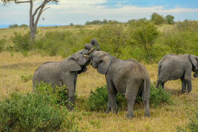 3-Day Masai Mara Wildebeest Migration 2025 - Migration viewing and the Big Five
