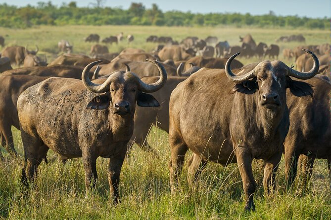 3-Day Masai Mara Wildebeest Migration 2025 - Day 3: One last look, then back to Nairobi